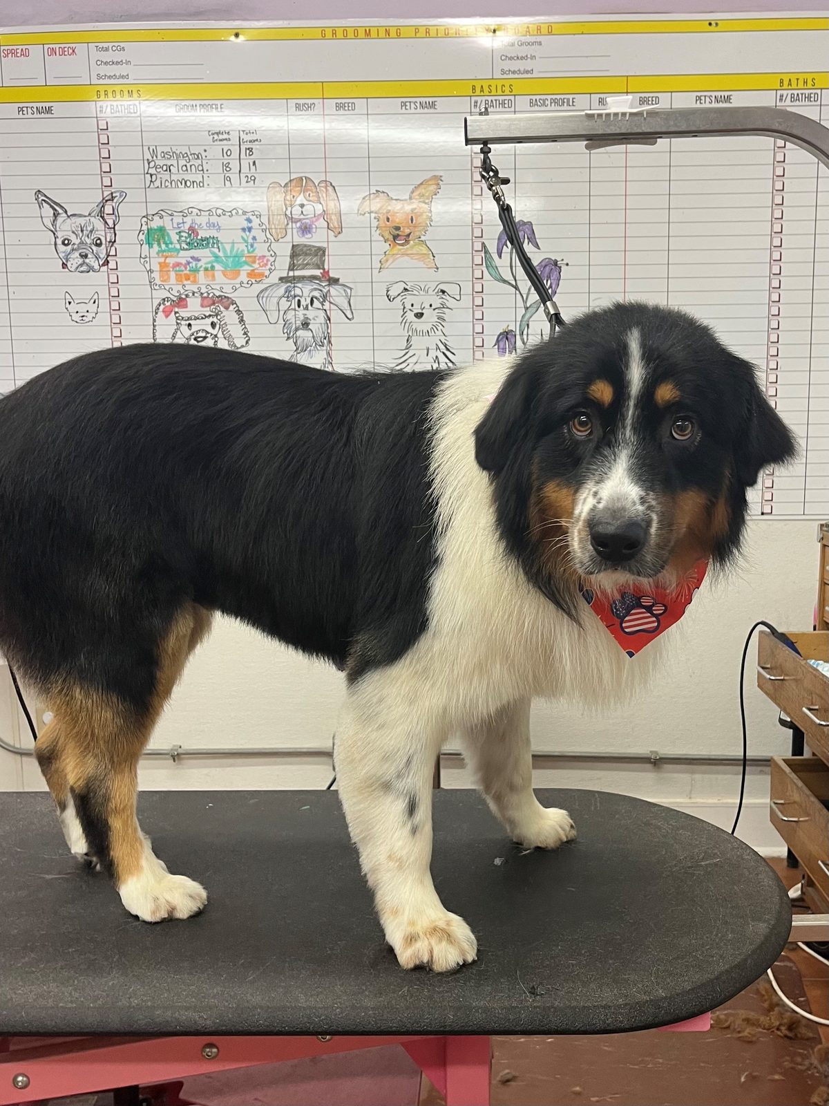 Australian_Shepard_Grooming_Galleria