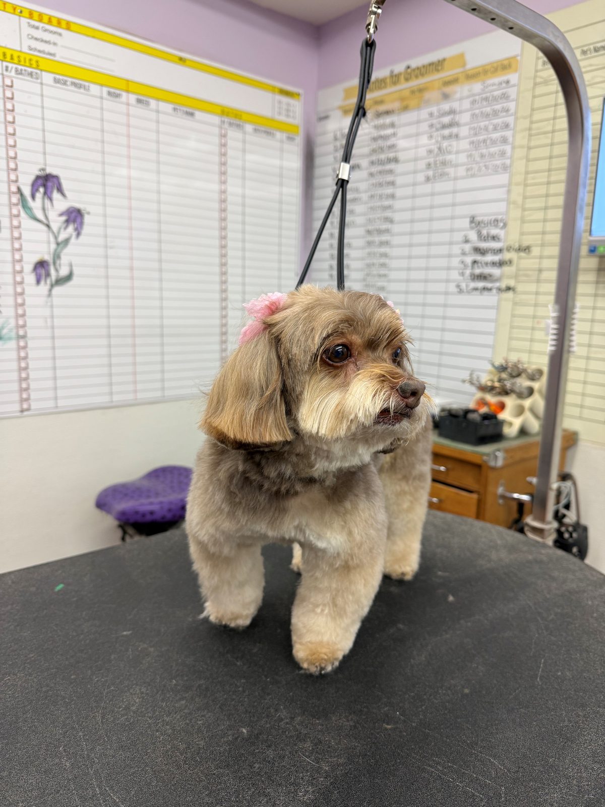 Bichon_Frise_Mix_Grooming_Galleria