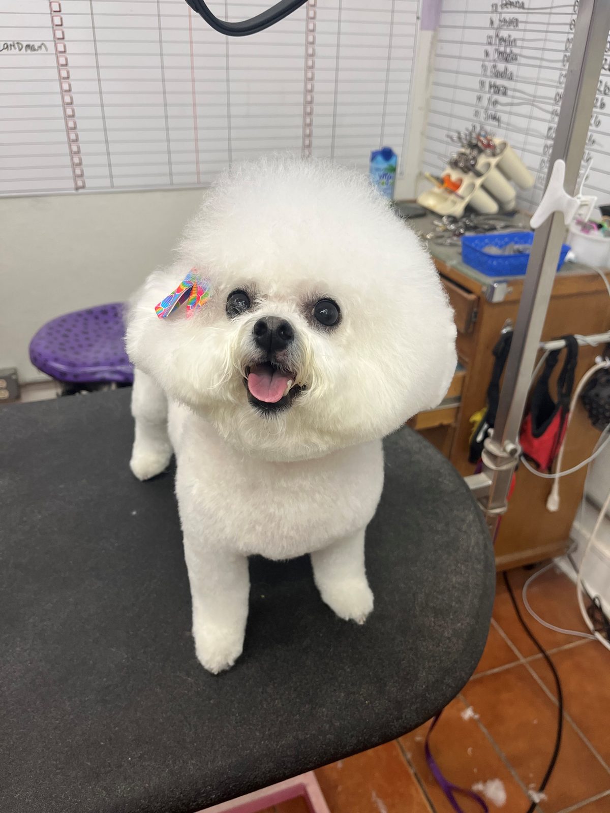Bichon_Grooming_Galleria 1