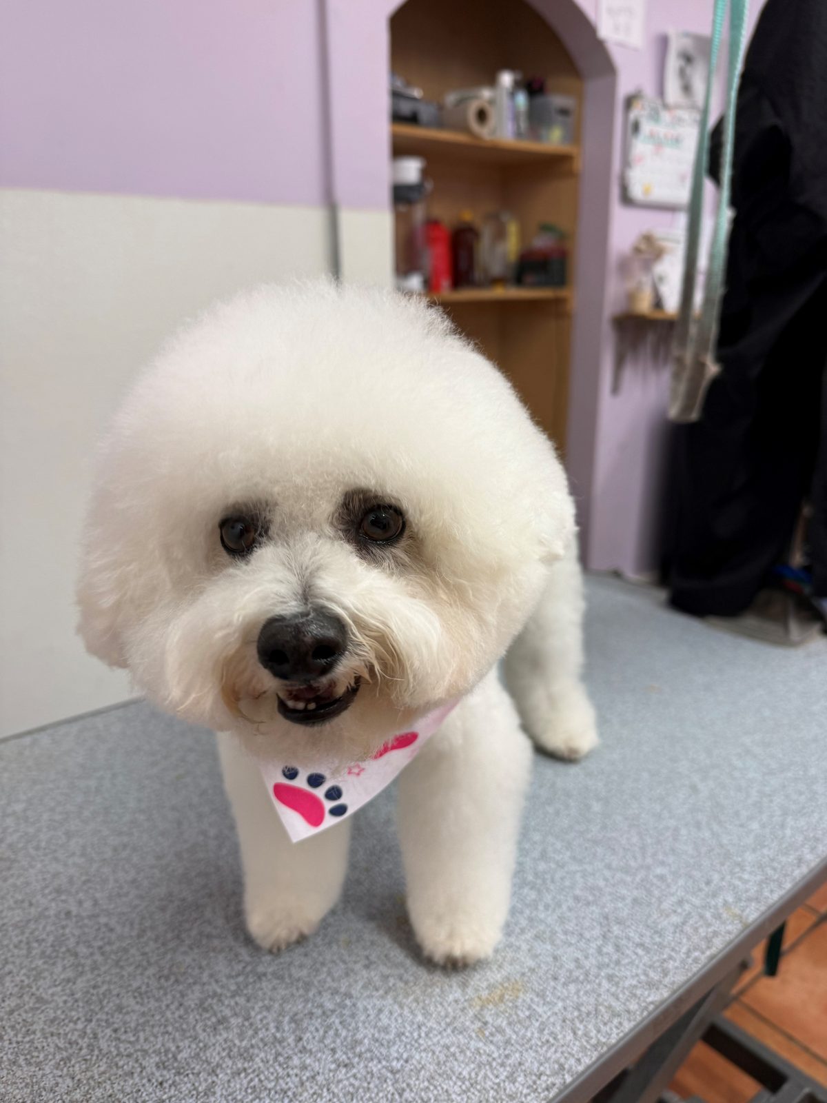 Bichon_Grooming_Galleria 2