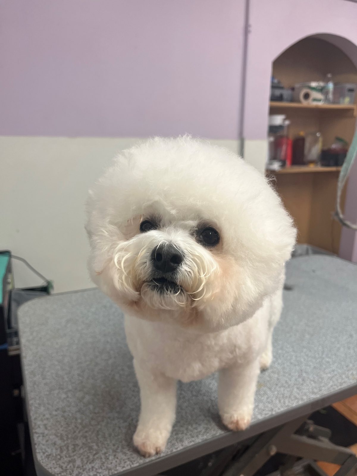 Bichon_Grooming_Galleria.2