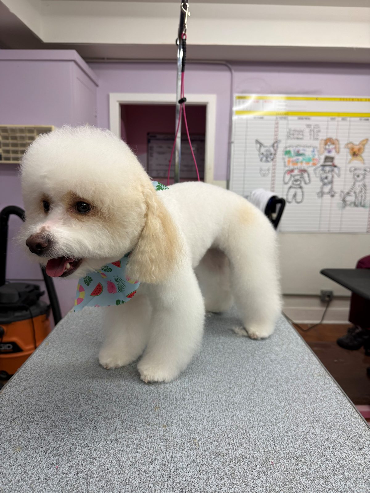 Bichon_Grooming_Galleria