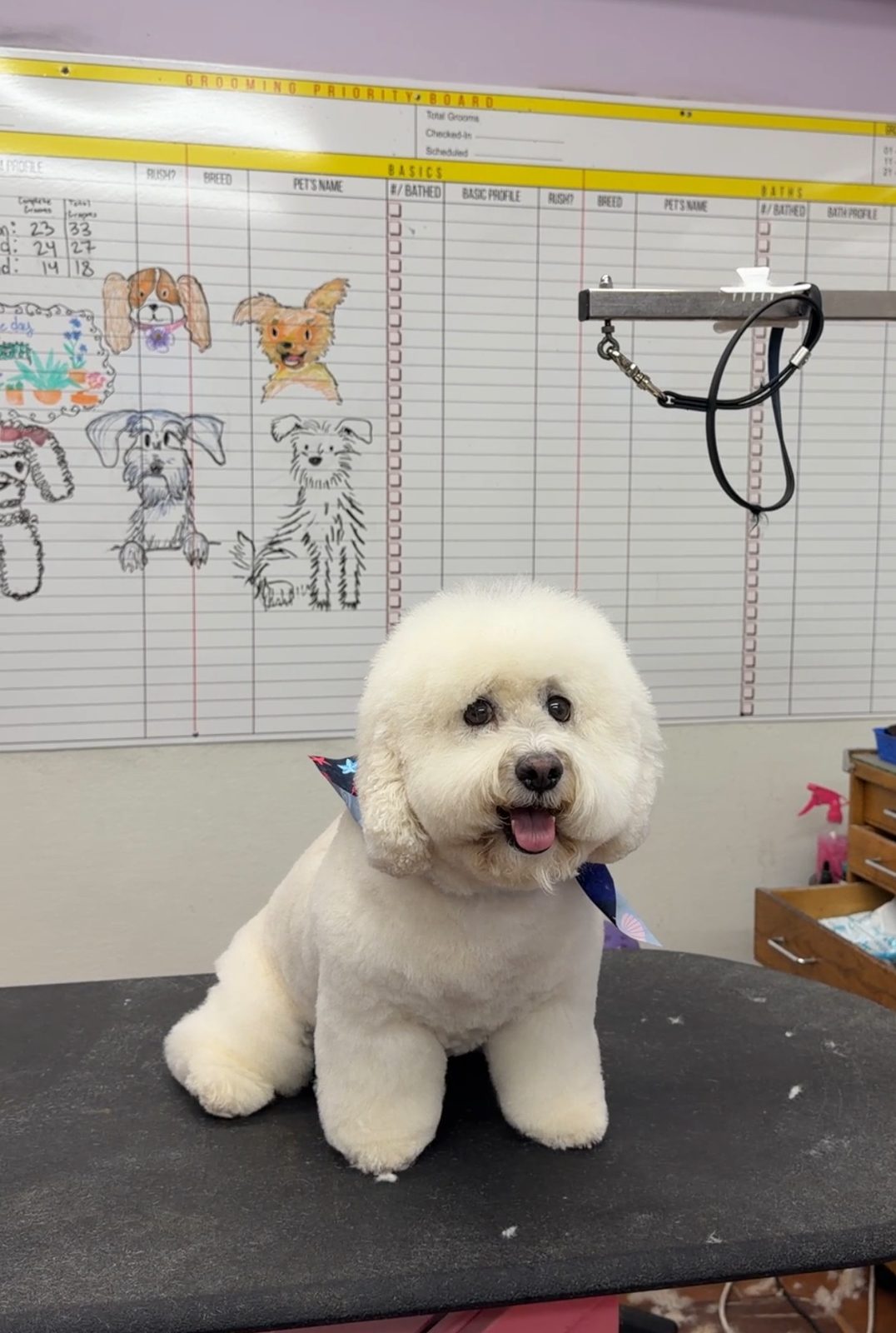 Bichon_Grooming_Galleria