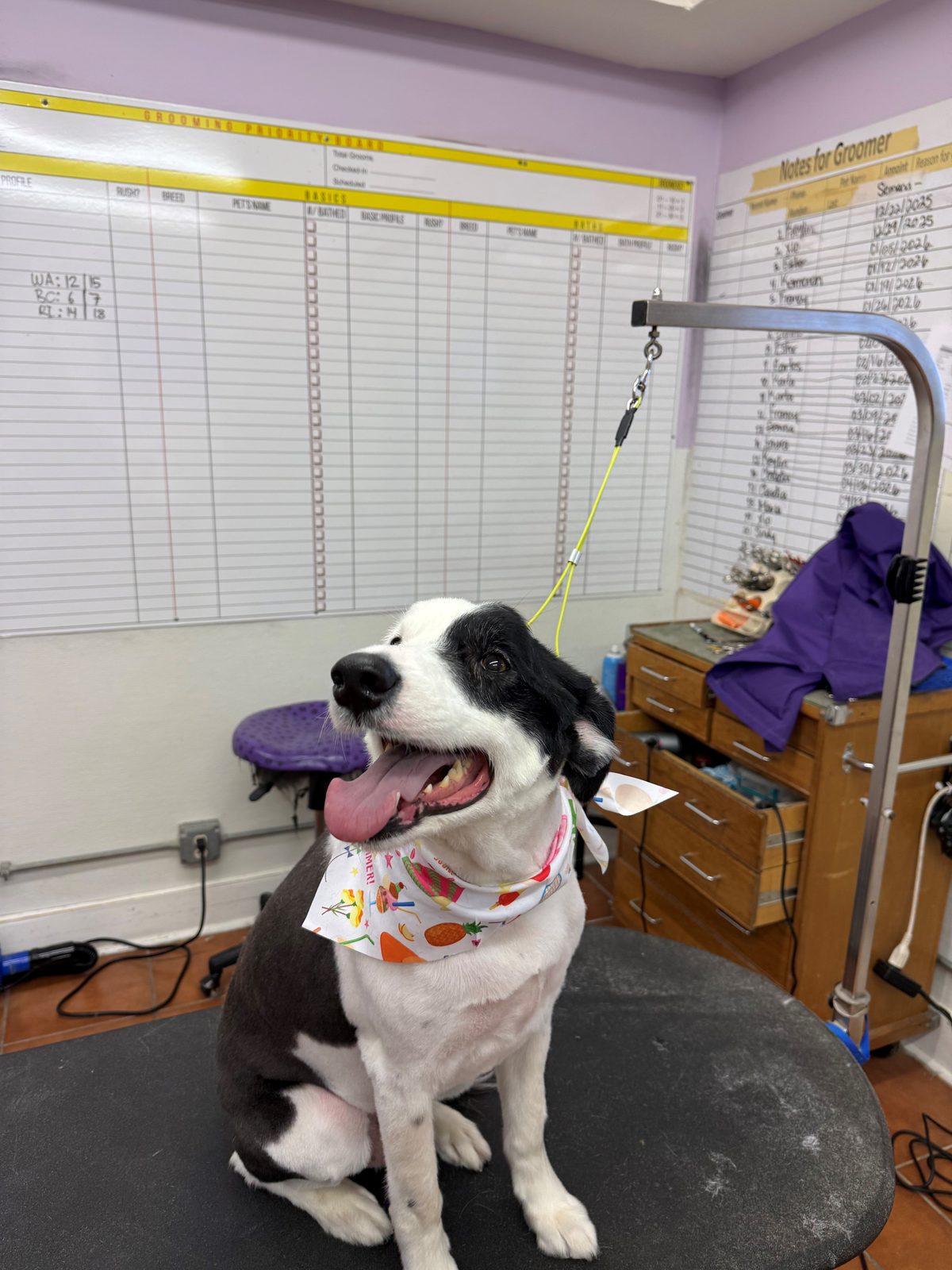 Border_Collie_Grooming_Galleria