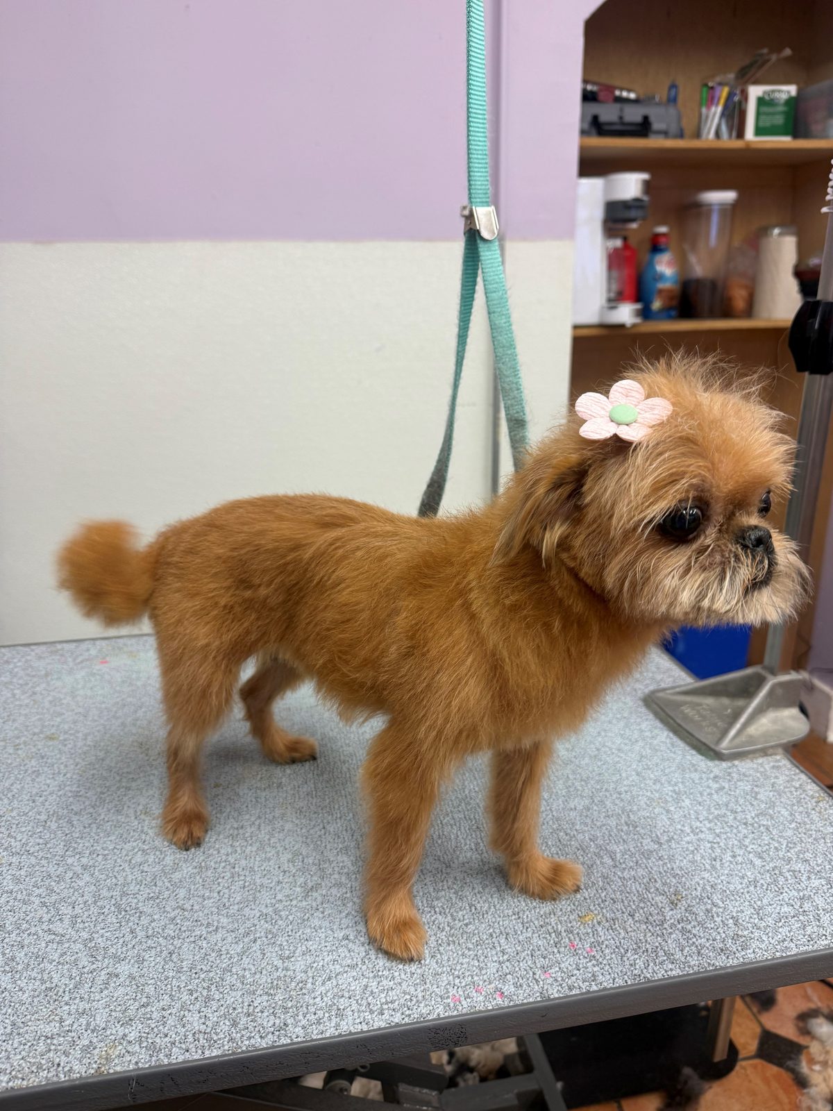 Brussels_Griffon_Mix_Grooming_Galleria