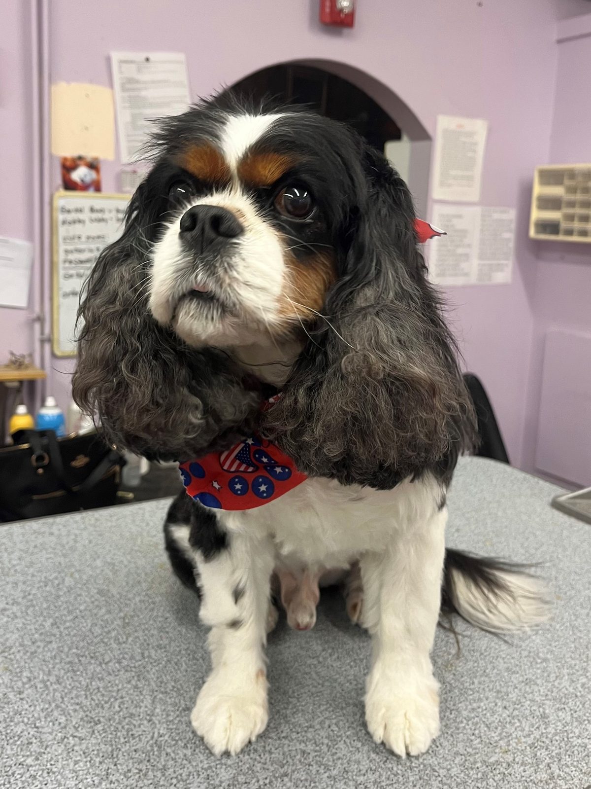 Cavalier_Grooming_Galleria