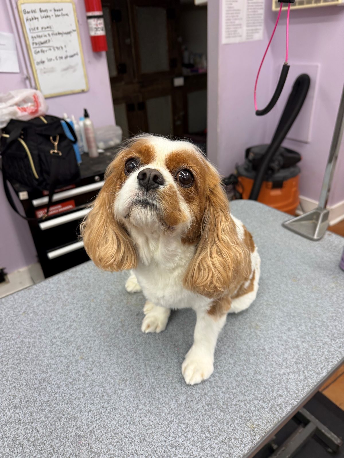 Cavalier_Kingcharles_Grooming_Galleria