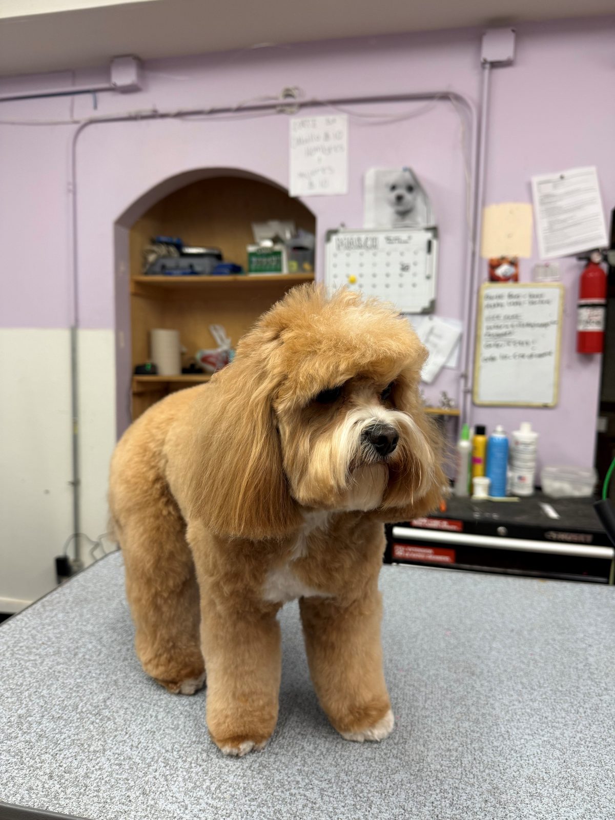 Cavalier_Poodle_Mix_Grooming_Galleria