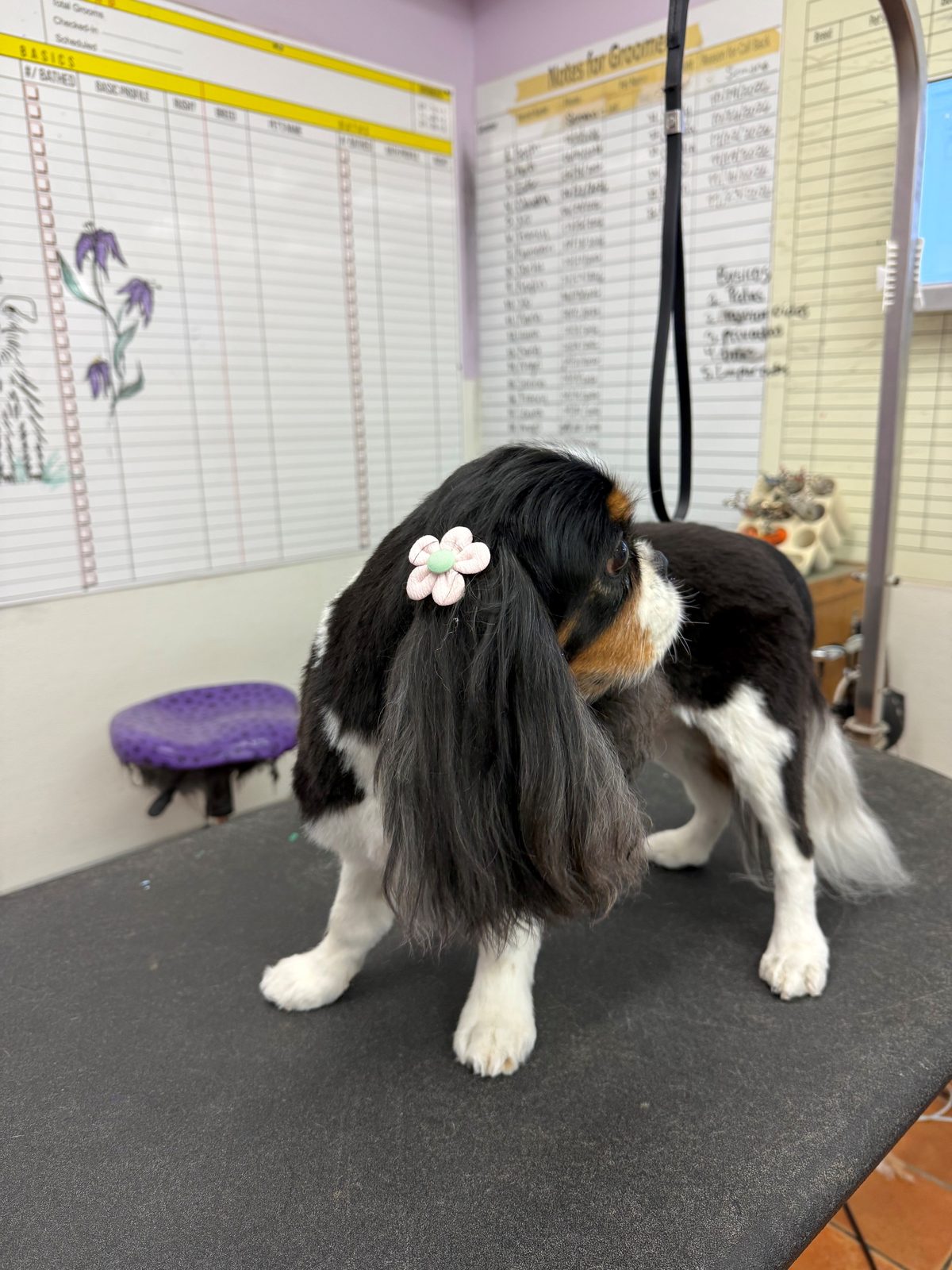 Cavalierkingcharles_Grooming_Galleria
