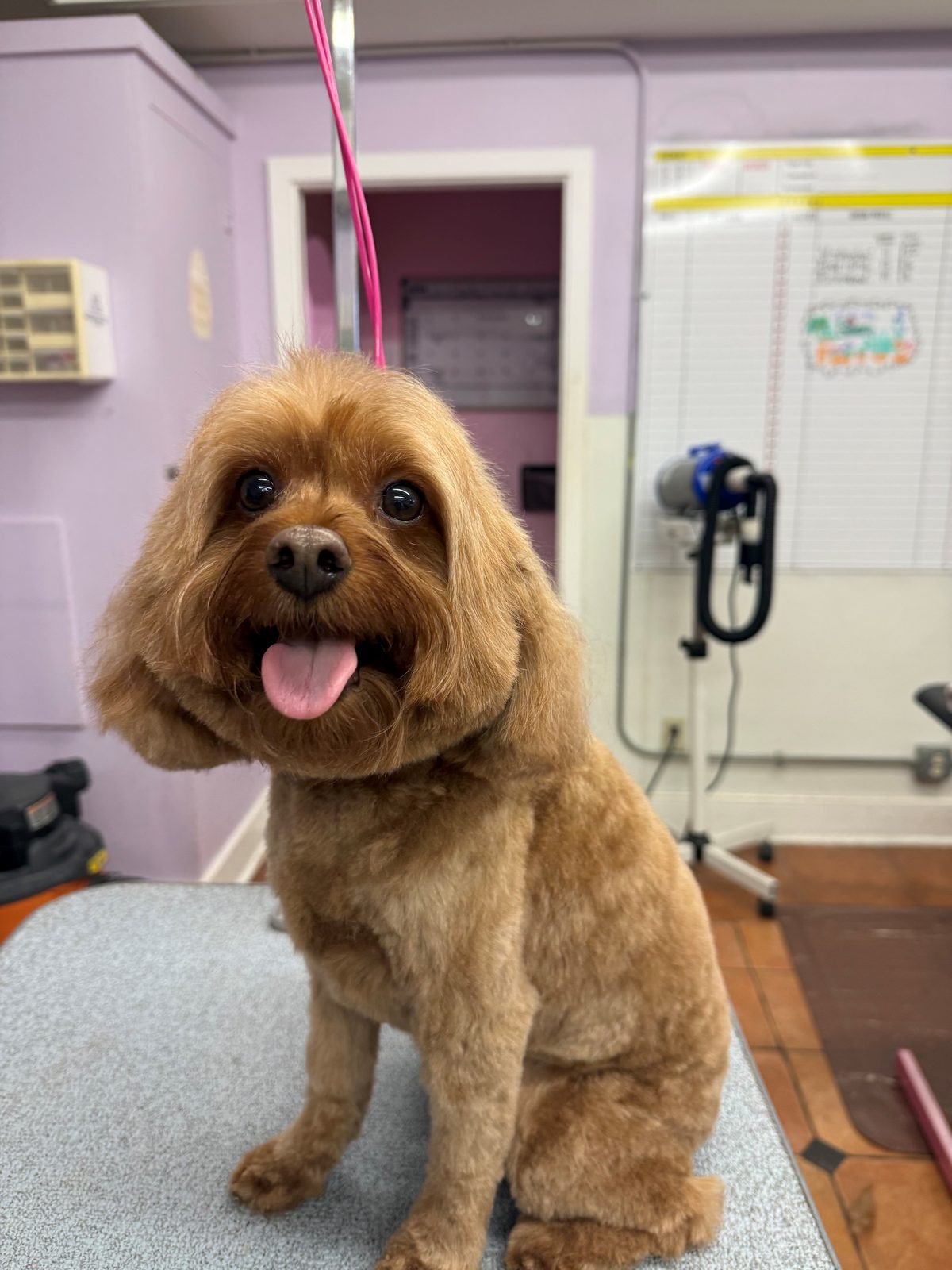 Cavapoo_Grooming_Galleria.0