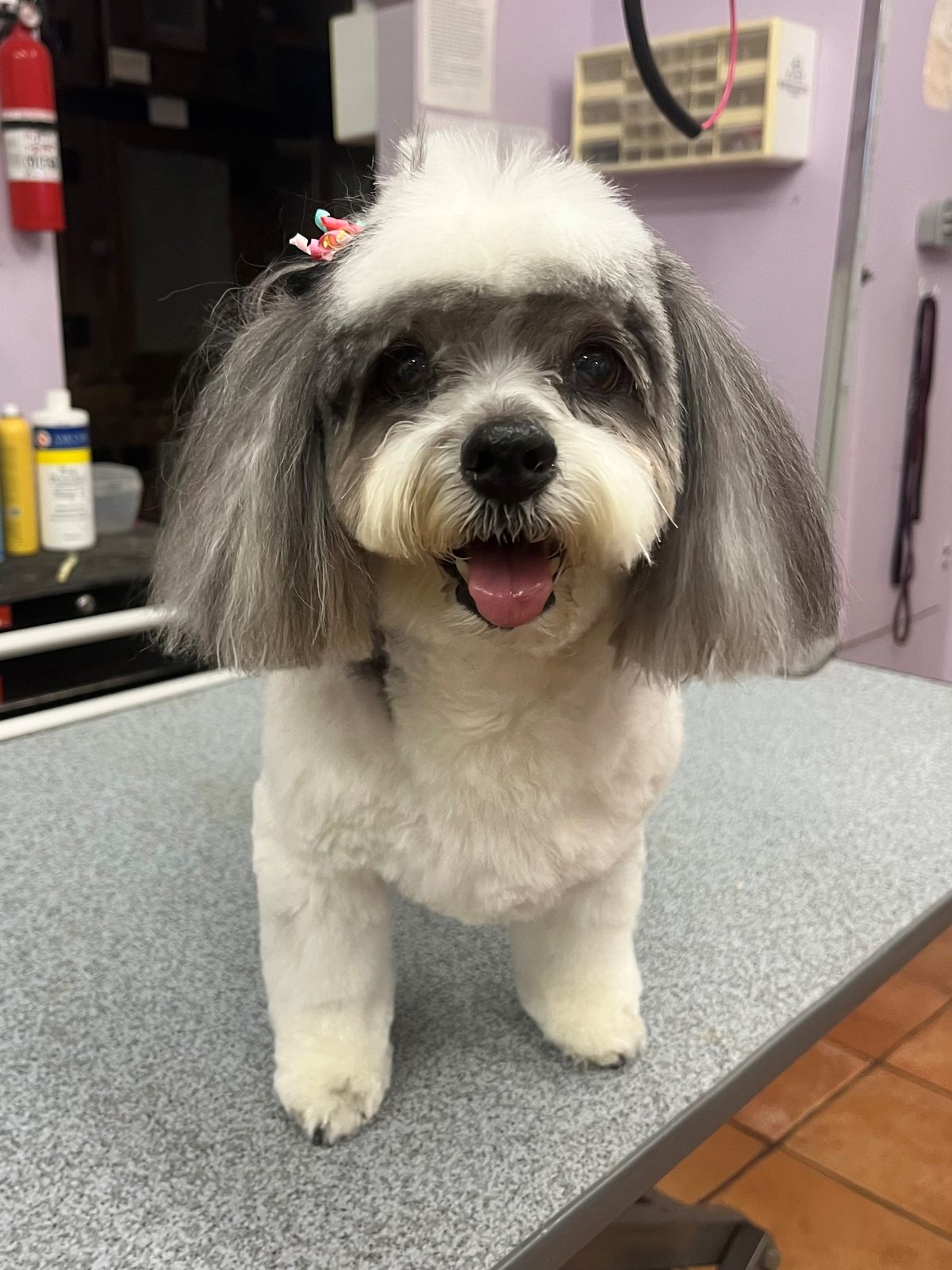 Cavapoo_Grooming_Galleria.2