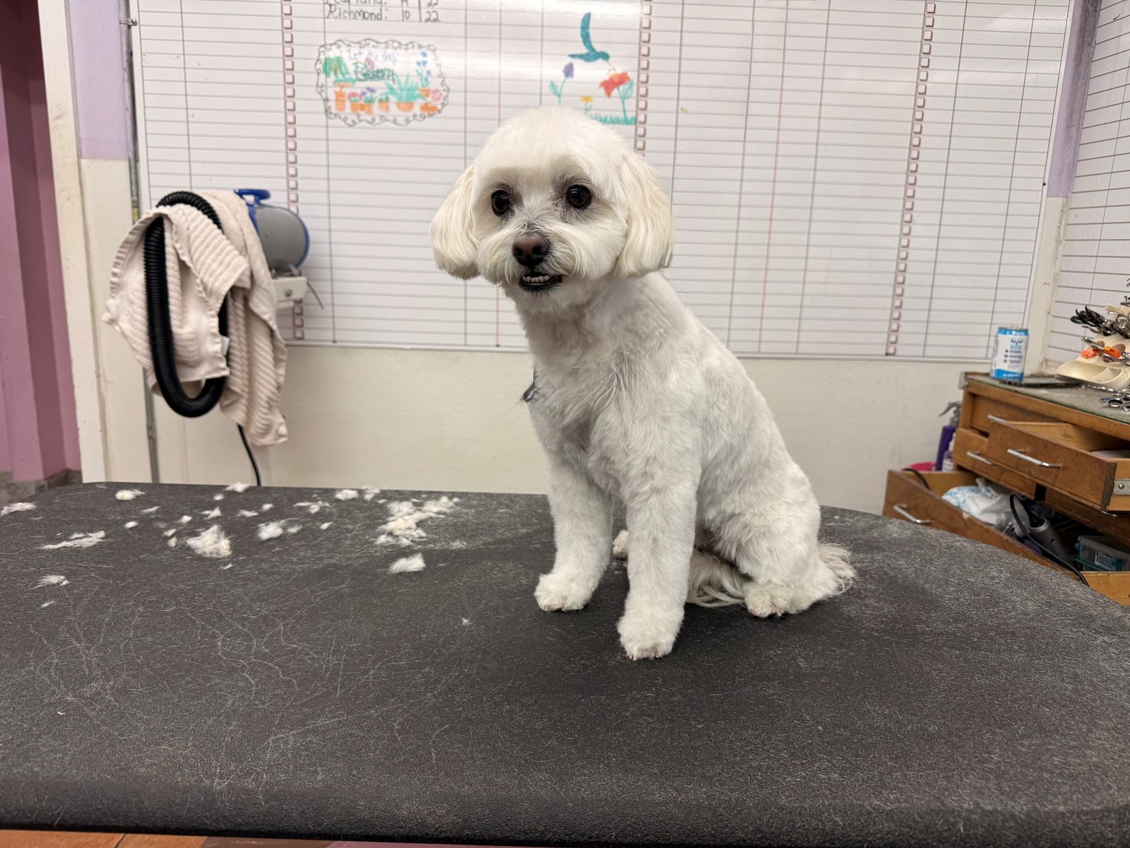Cavapoo_Grooming_Galleria