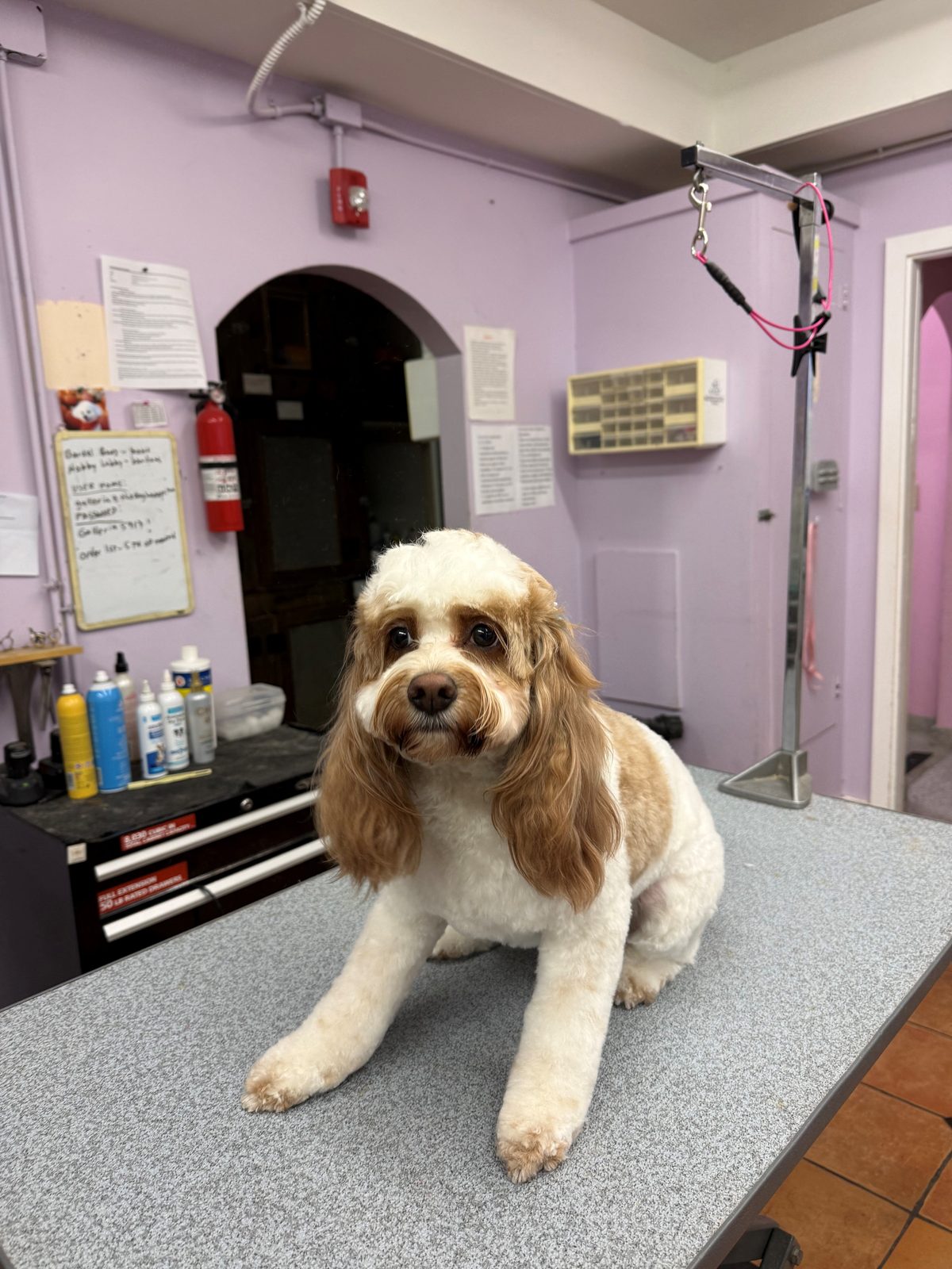 Cockapoo_Grooming_Galleria