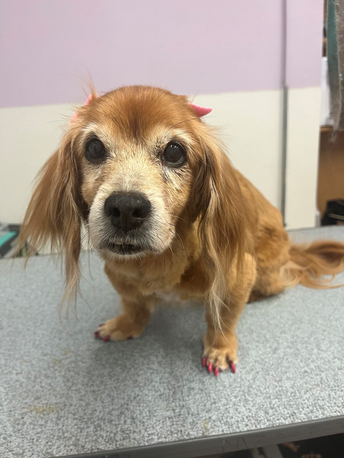 Dachshund_Mix_Grooming_Galleria
