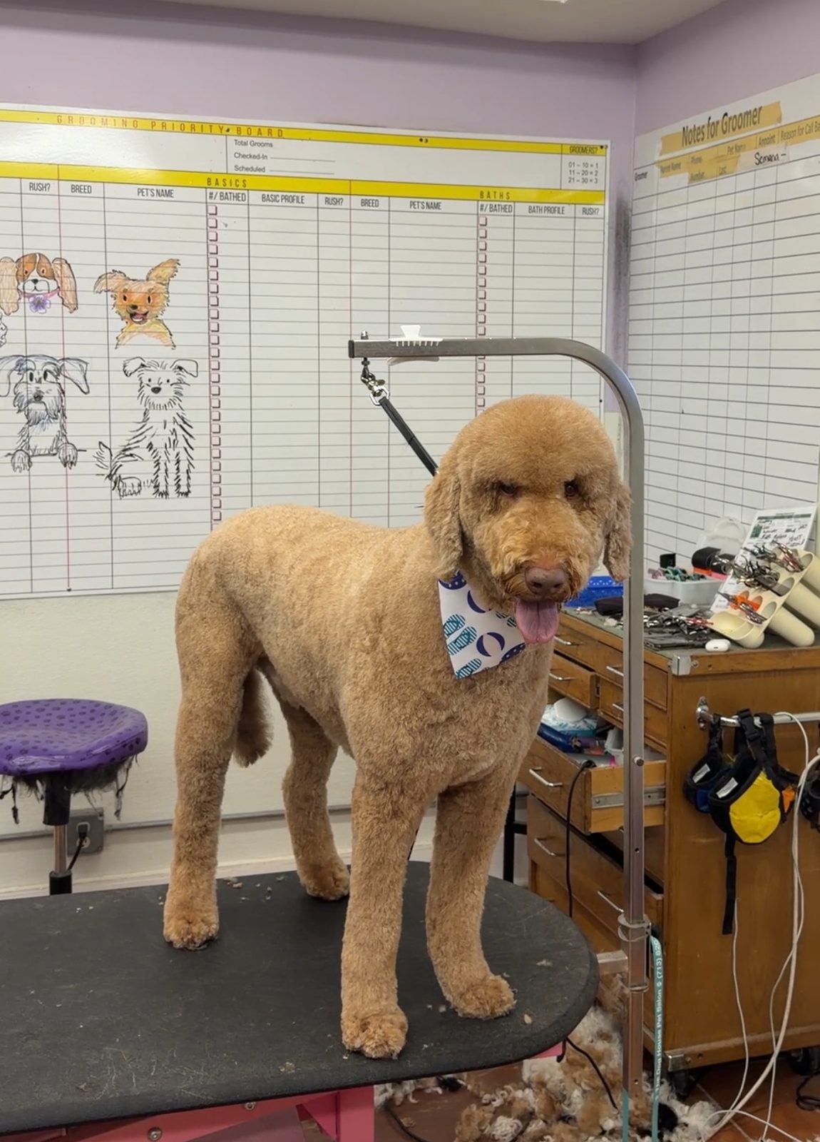 Doodle_Grooming_Galleria