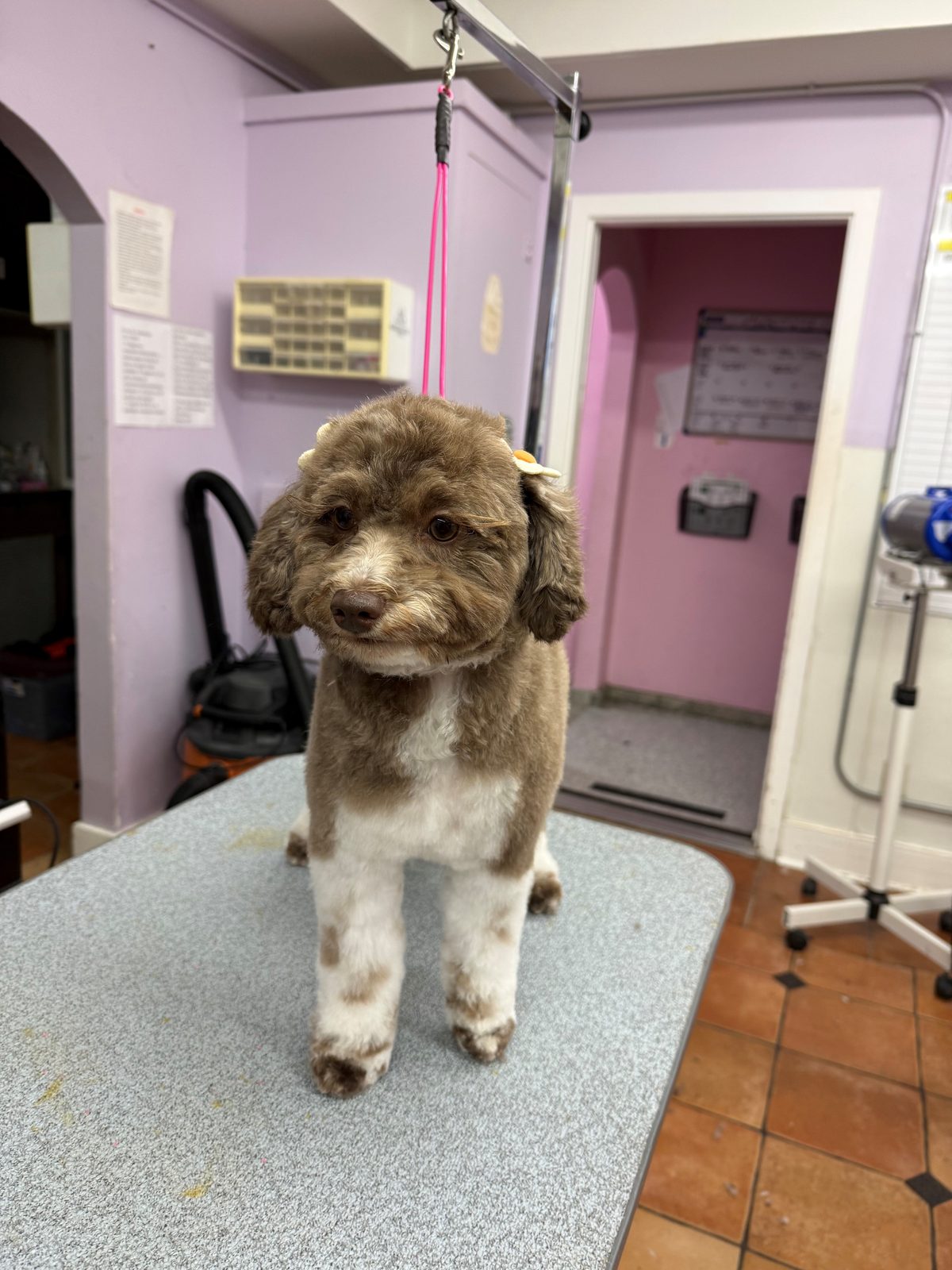 Doodlemix_Grooming_Galleria