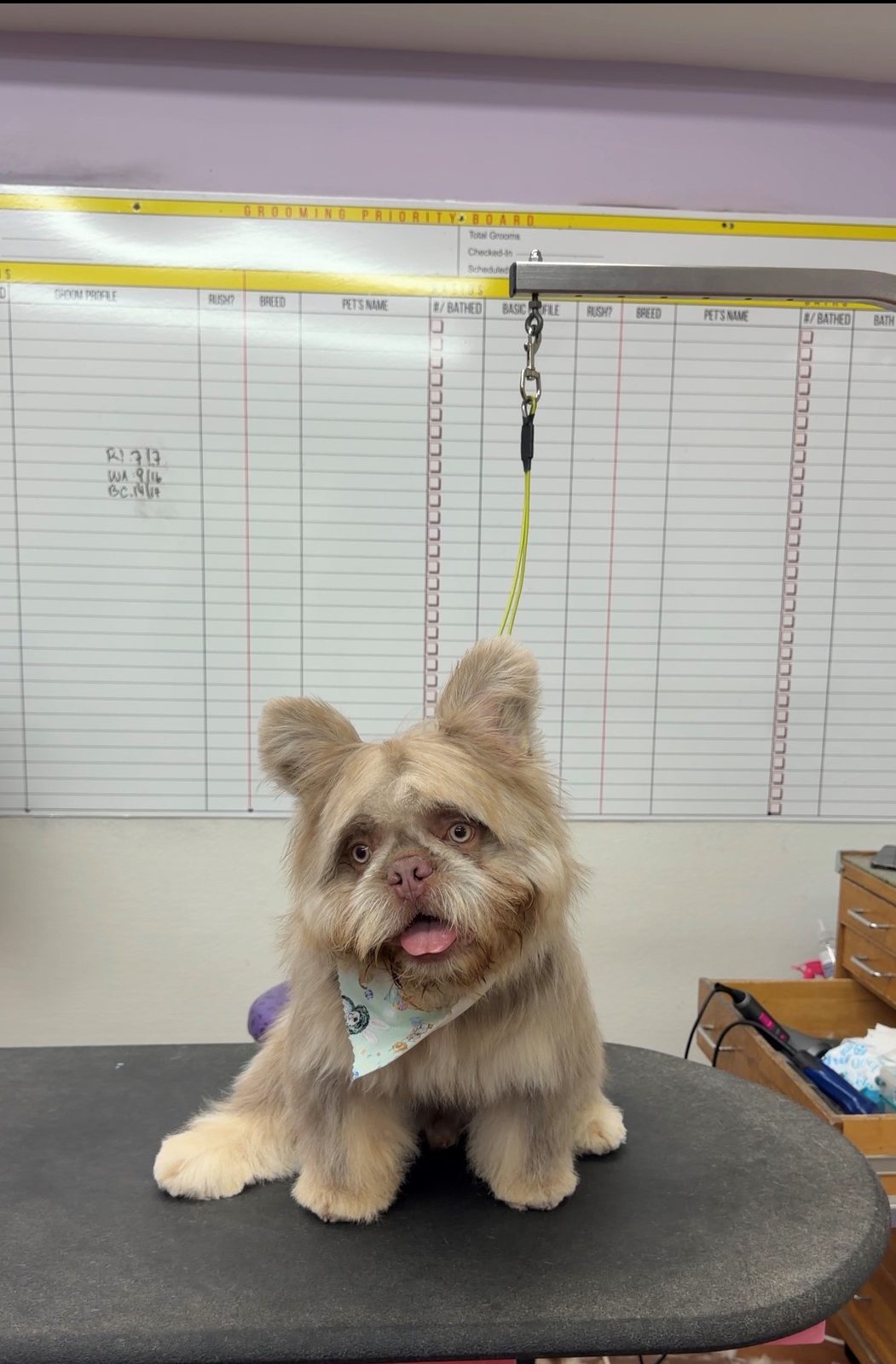 Frenchie_Grooming_Galleria