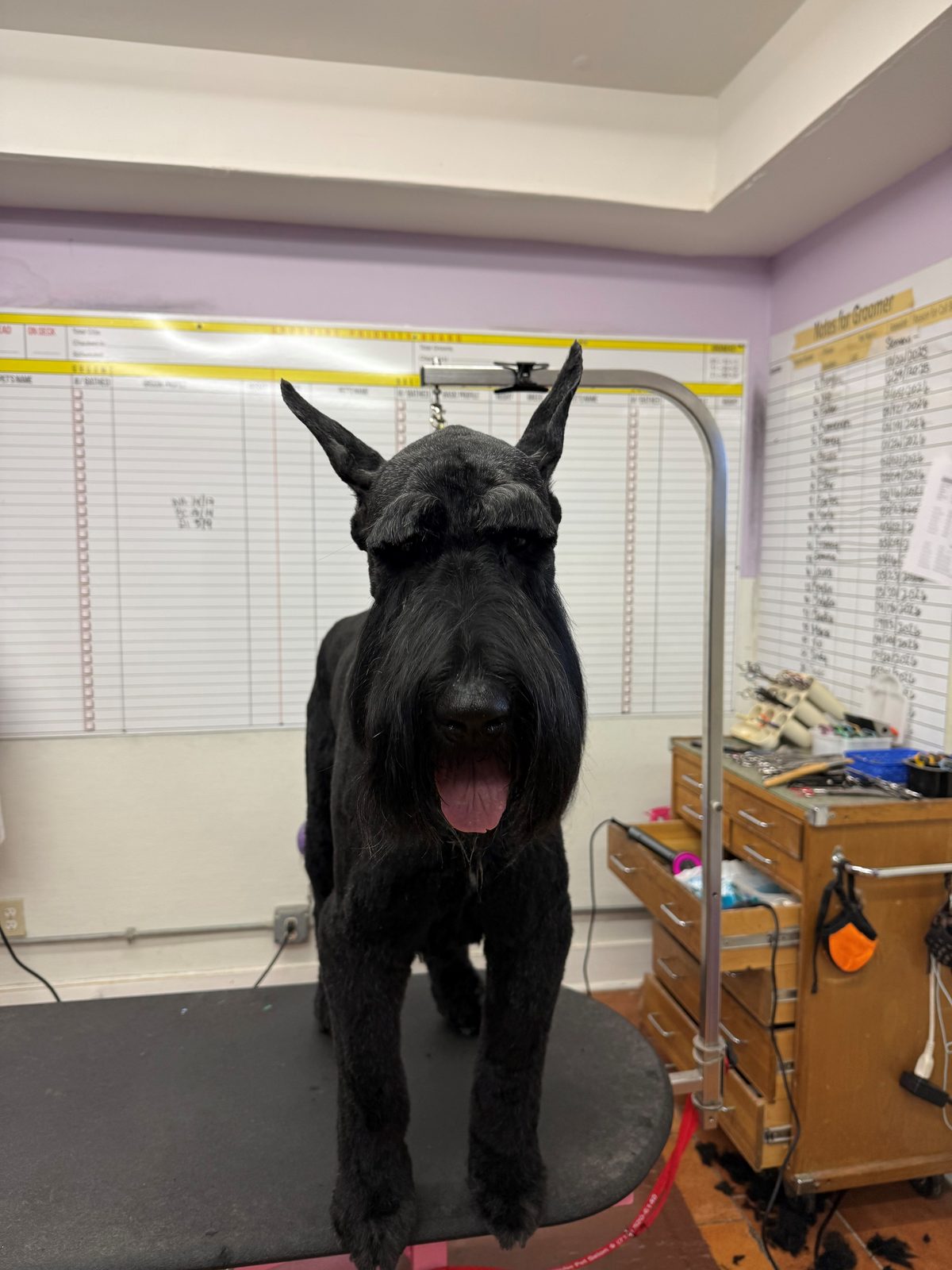 Giant_Schnauzer_Grooming_Galleria