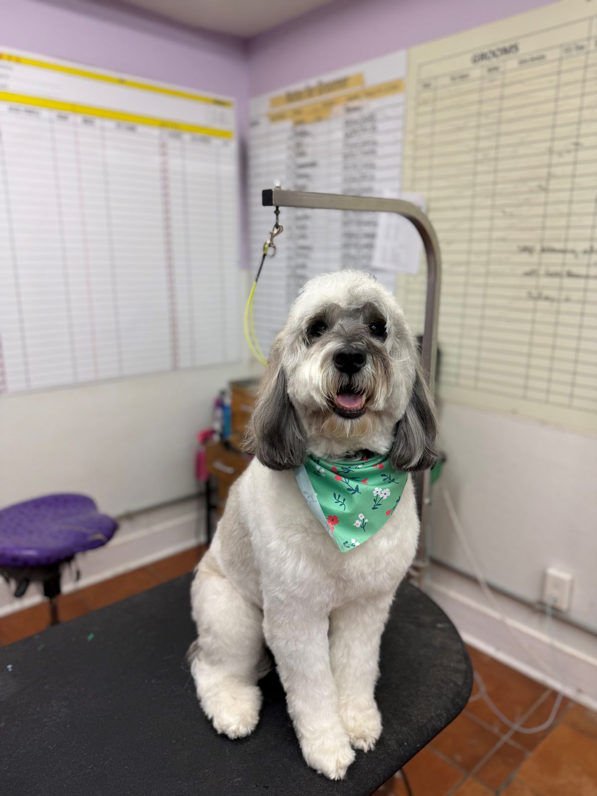 Golden_Doodle_Dog_Grooming_Galleria
