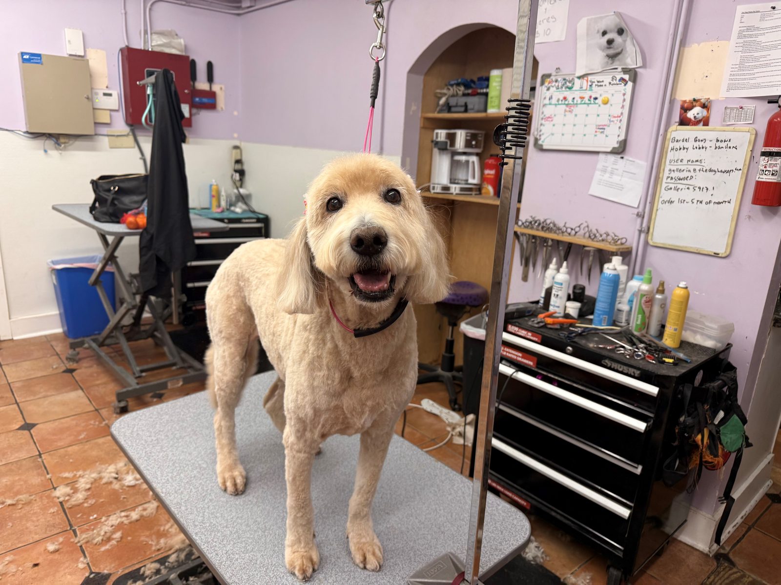Golden_Doodle_Grooming_Galleria 1