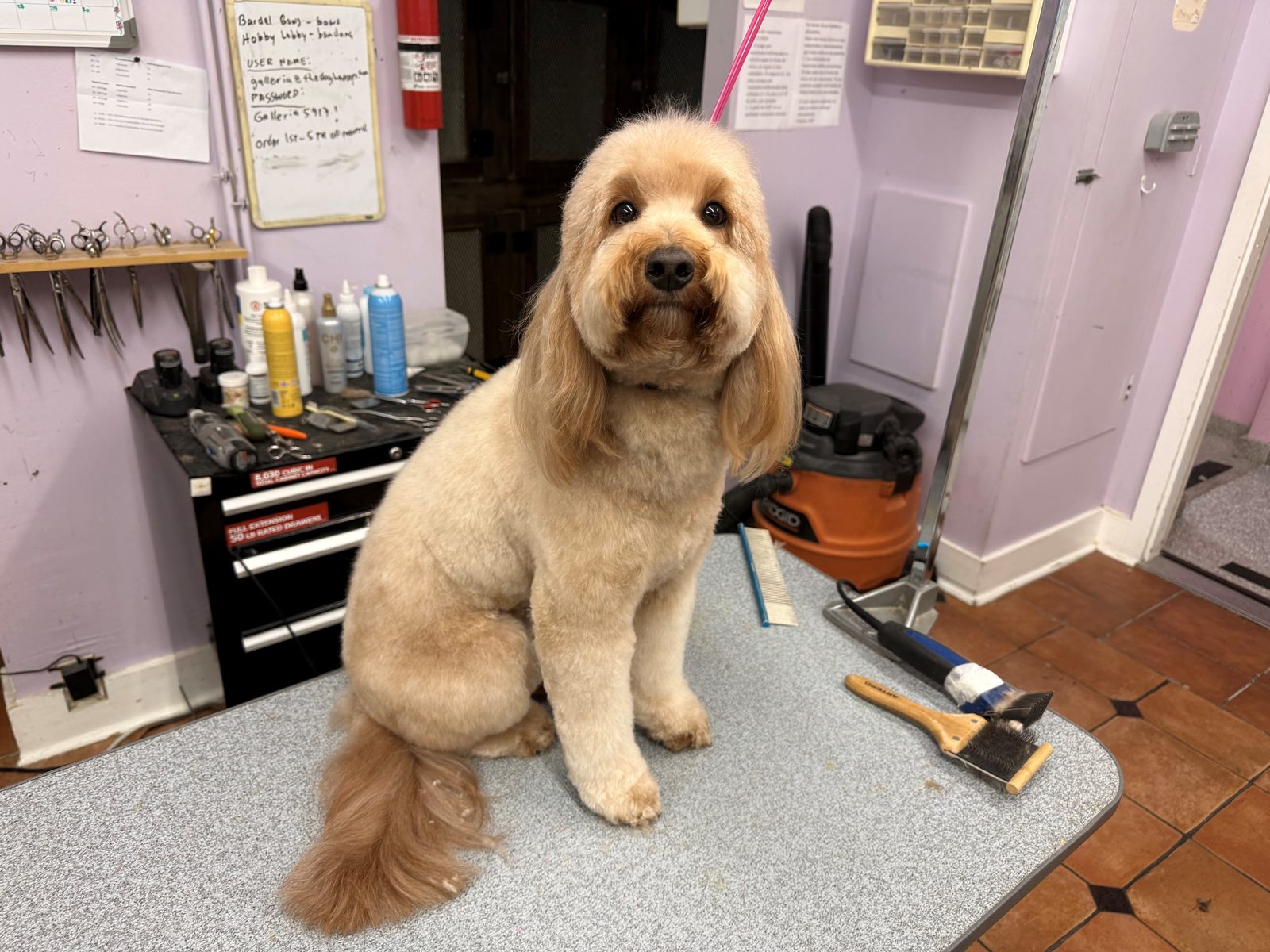 Golden_Doodle_Grooming_Galleria 2
