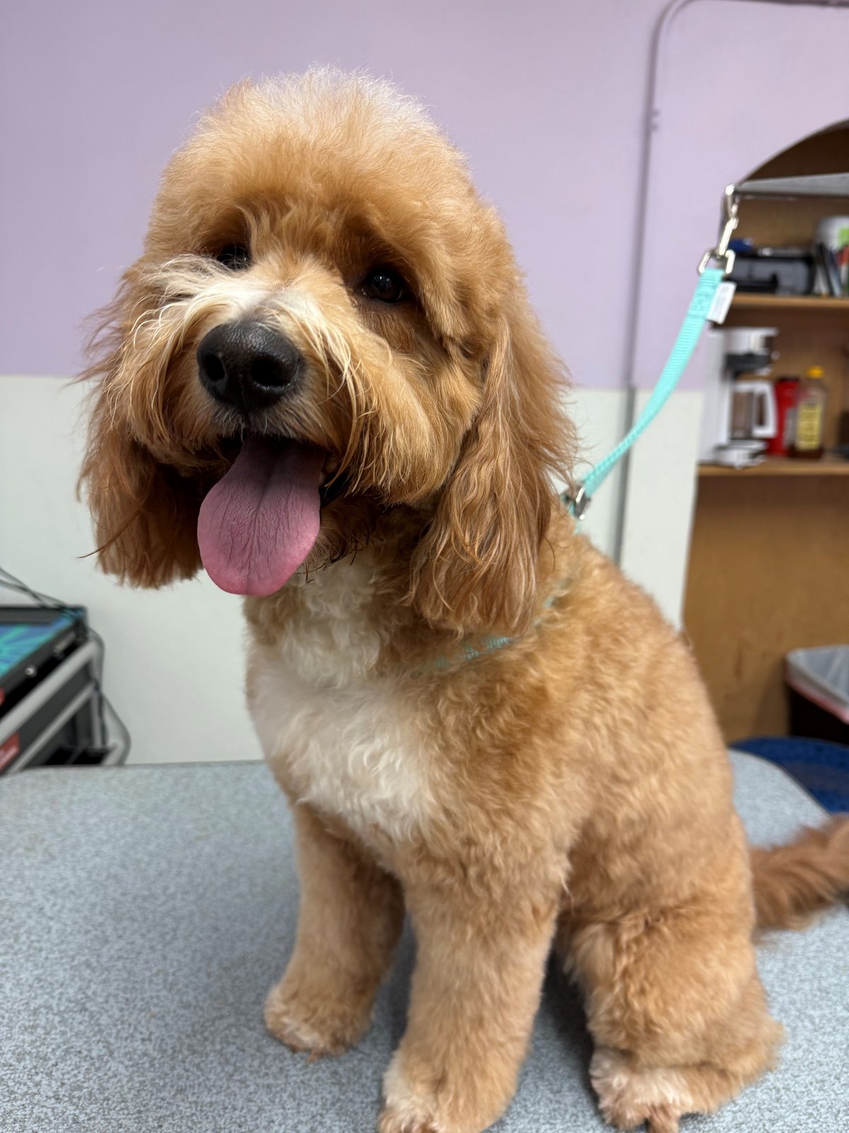 Golden_Doodle_Grooming_Galleria.1 1