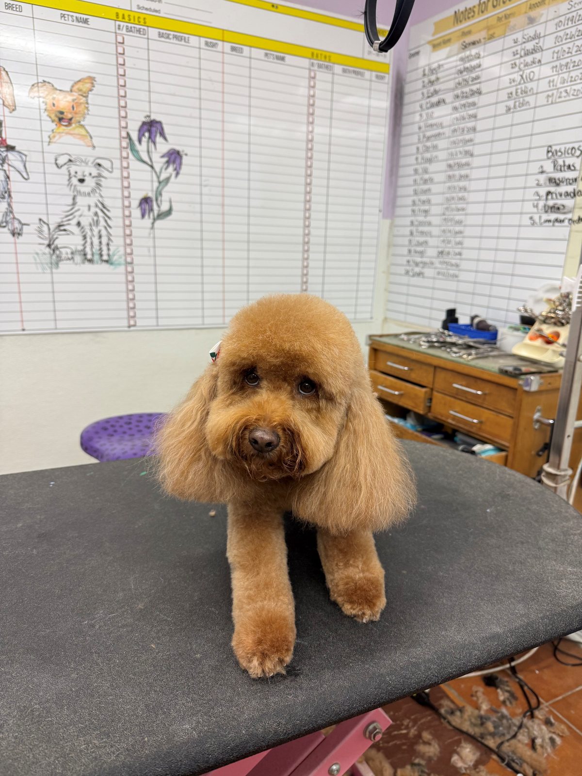 Golden_Doodle_Grooming_Galleria.6