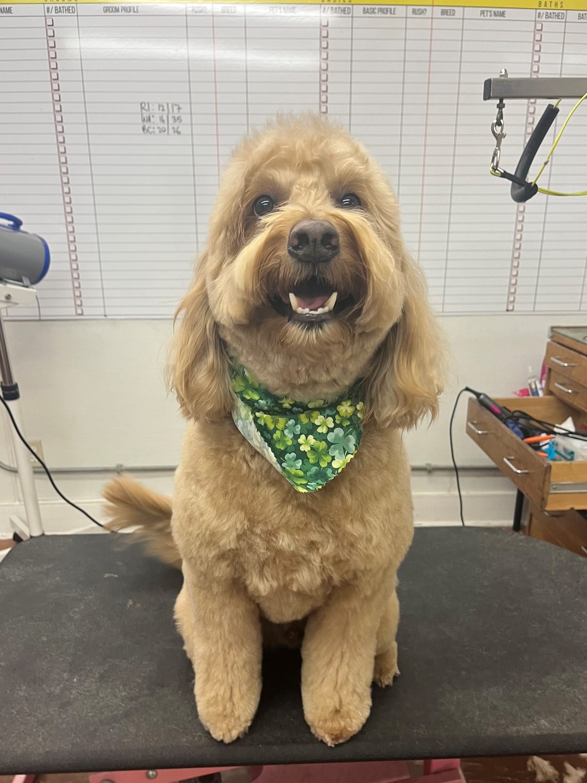 Golden_Doodle_Grooming_Galleria