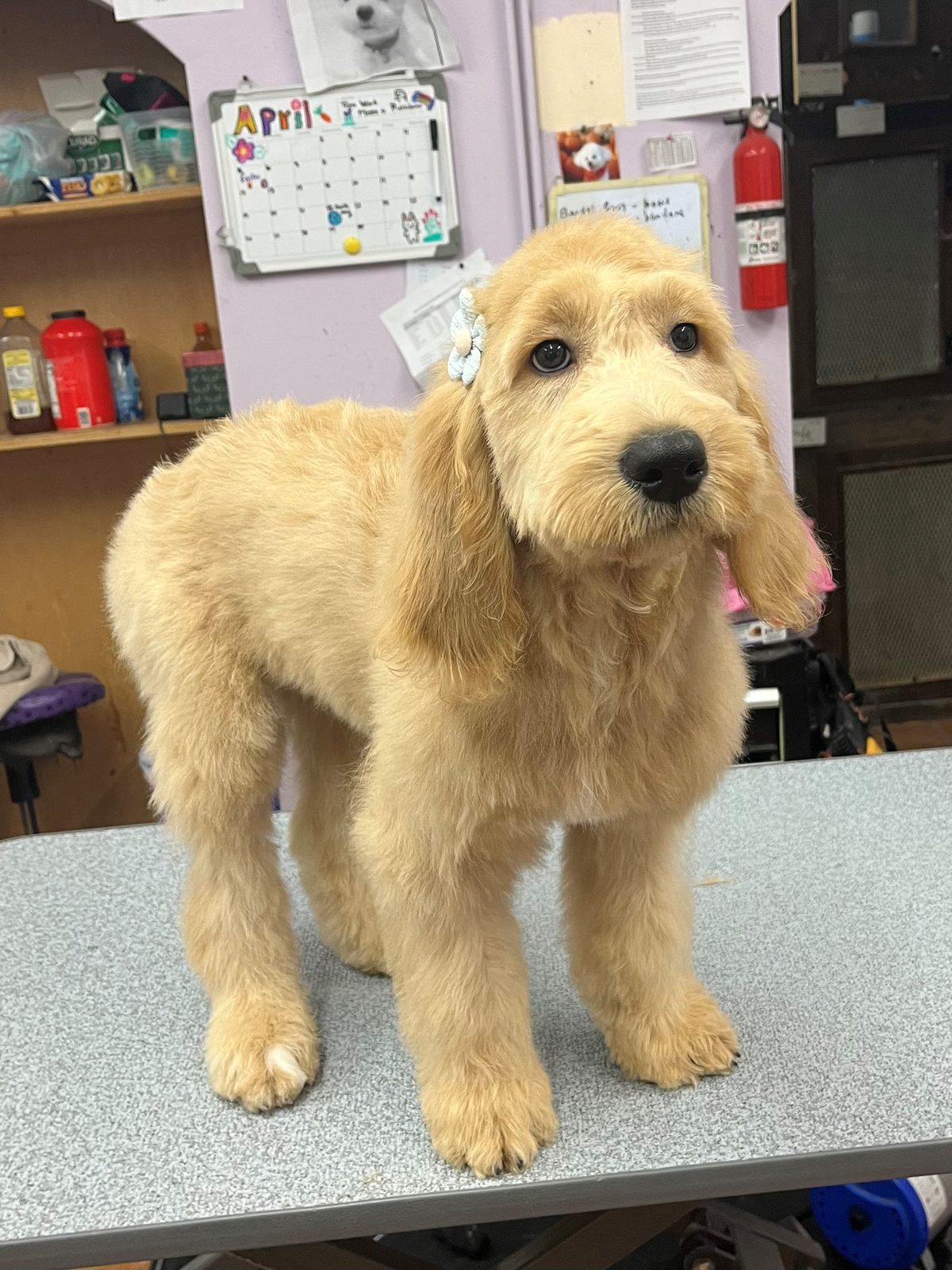 Golden_Doodle_Grooming_Galleria3