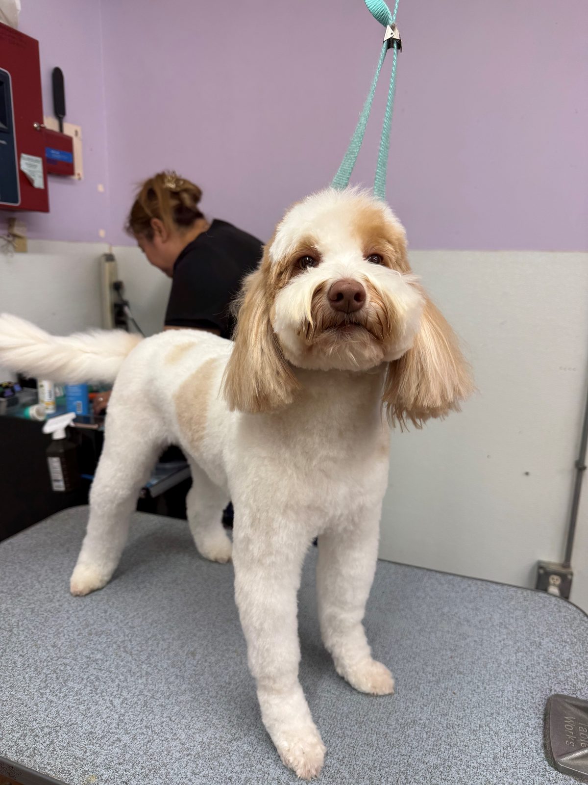 Golden_Doodle_Grooming_Galleriaa
