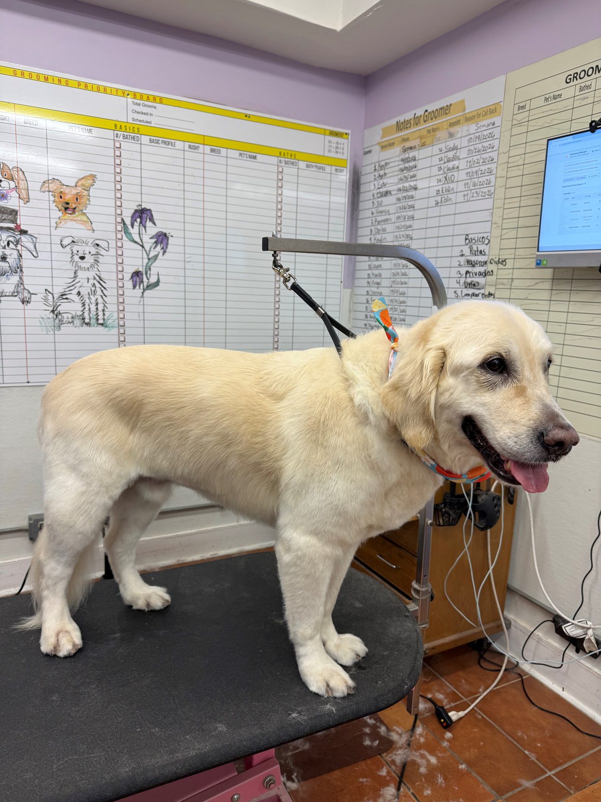 Golden_Retriever_Grooming_Galleria