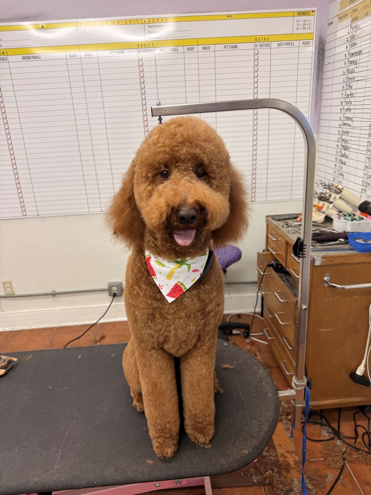 Goldendoodle_Groomimg_Galleria.4