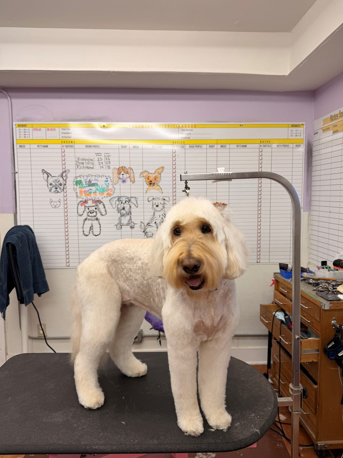 Goldendoodle_Grooming_Galleria