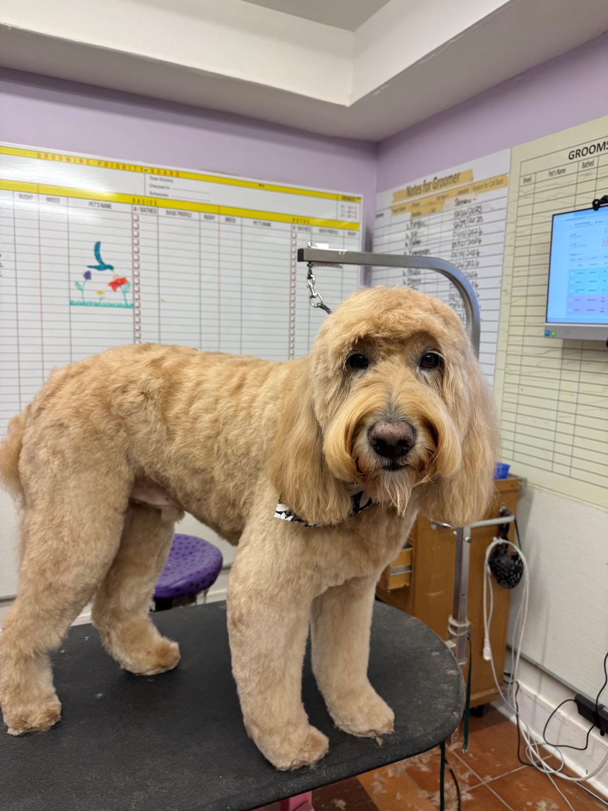 Goldenn_Doodlee_Grooming_Galleria
