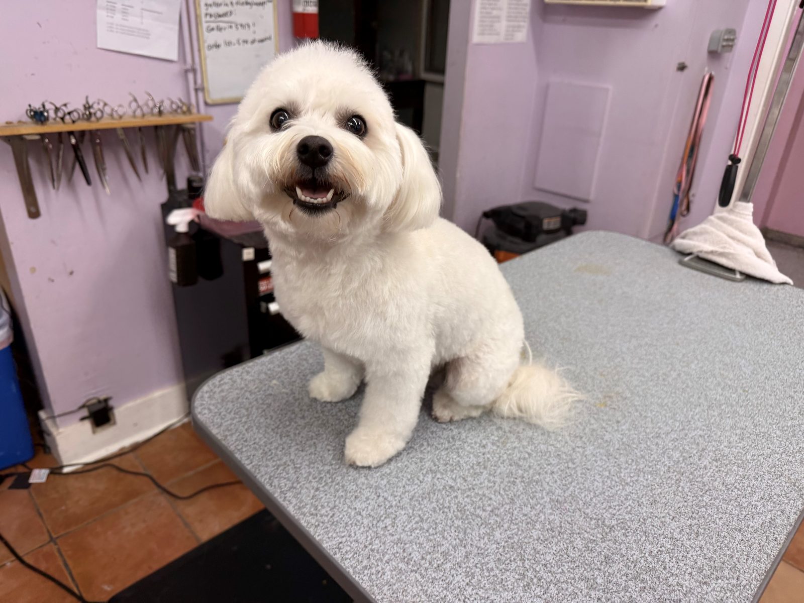 Havanese_Bichon_Mix_Grooming_Galleria