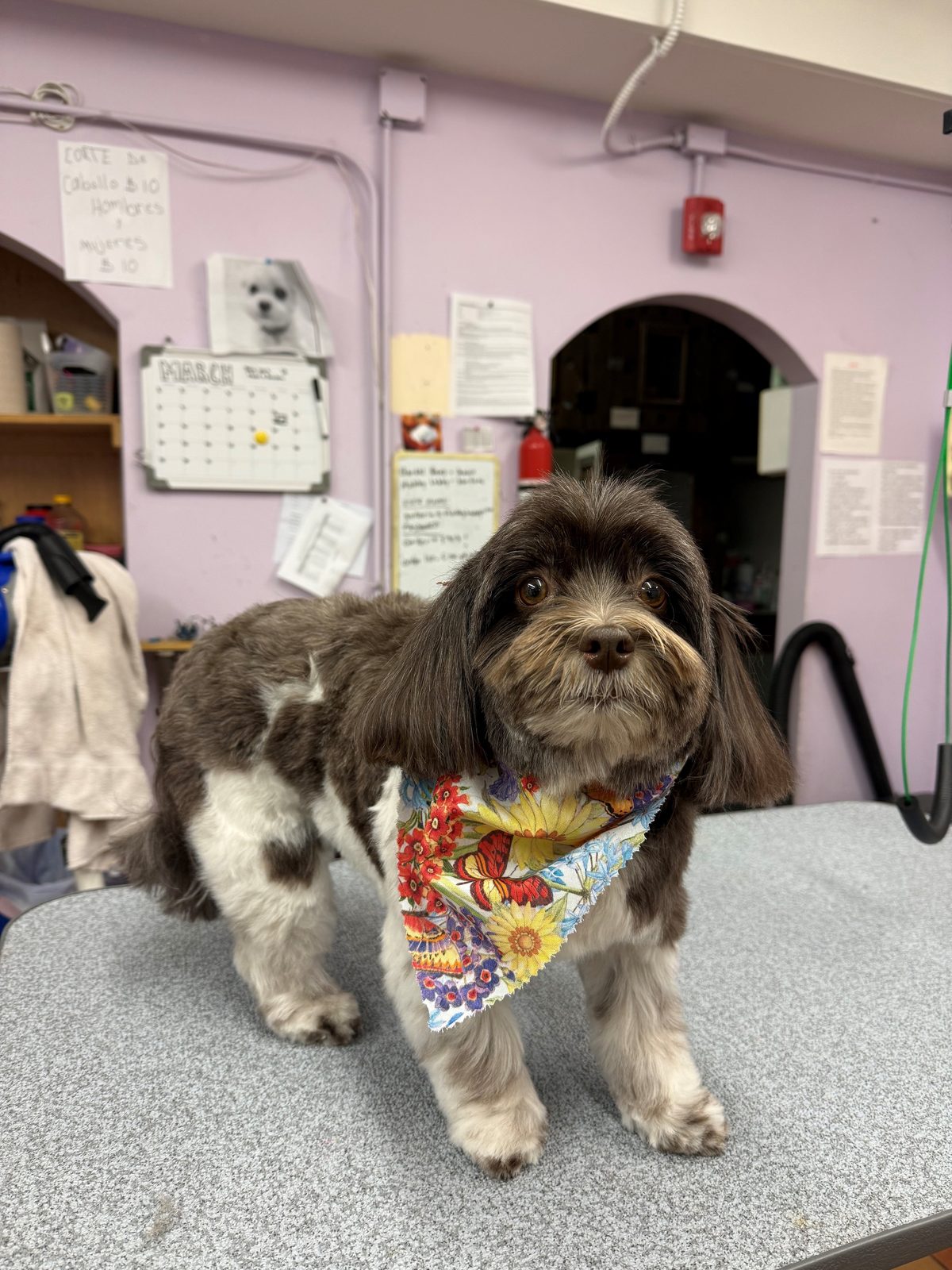 Havanese_Grooming_Galleria