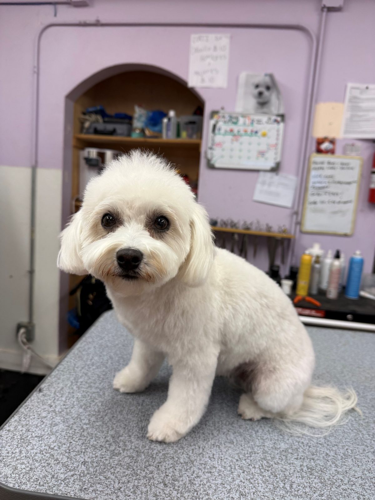 Havanese_Poodle_Mix_Grooming_Galleria