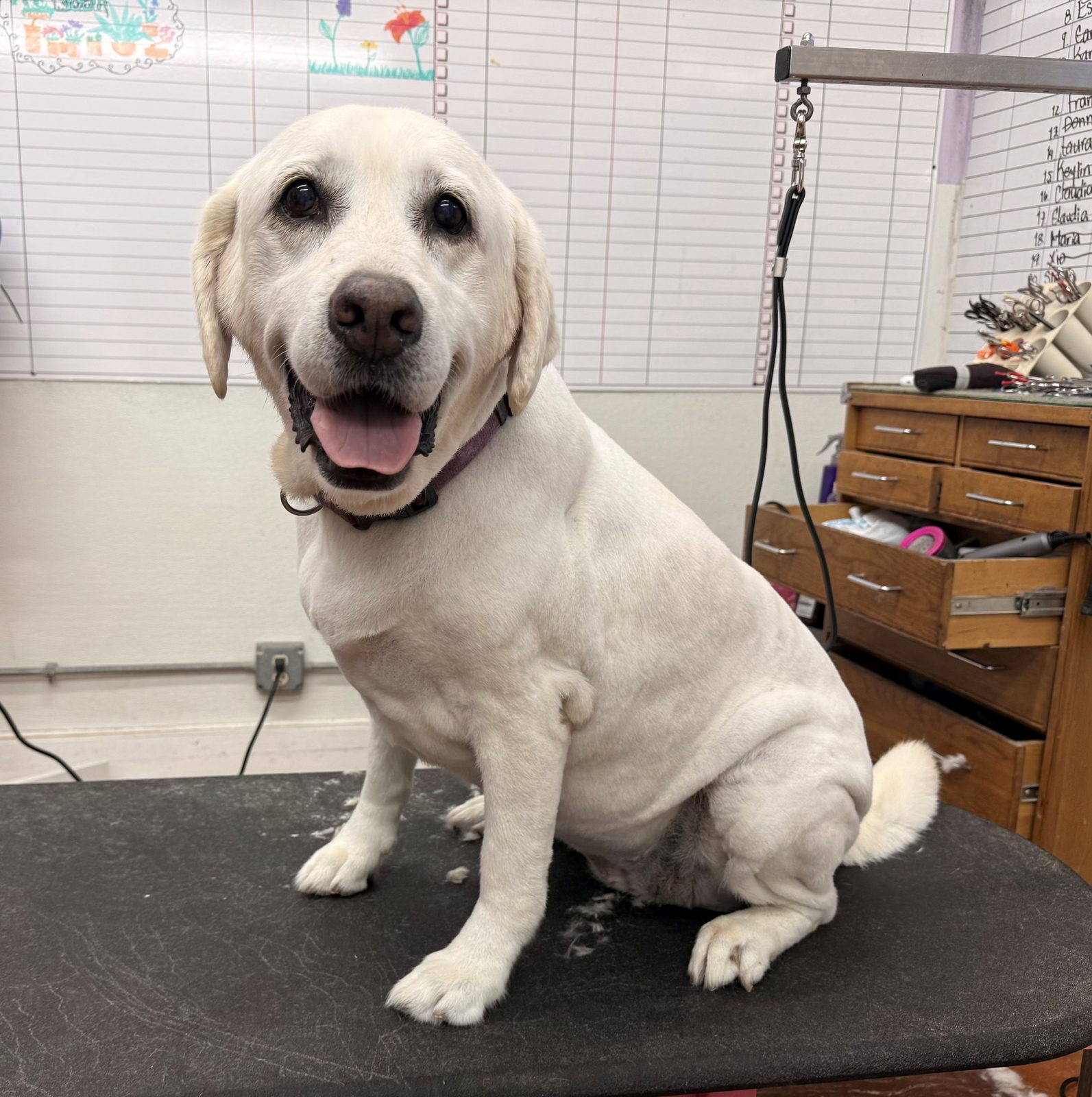 Lab_Grooming_Galleria