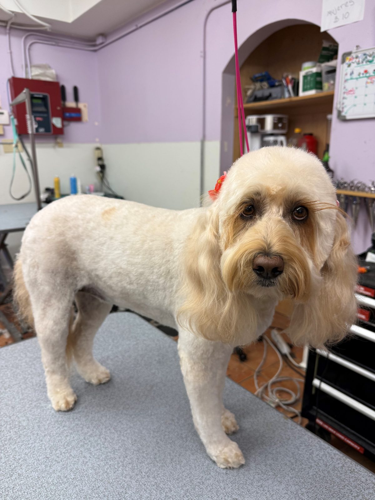 Labradoodle_Grooming_Galleria
