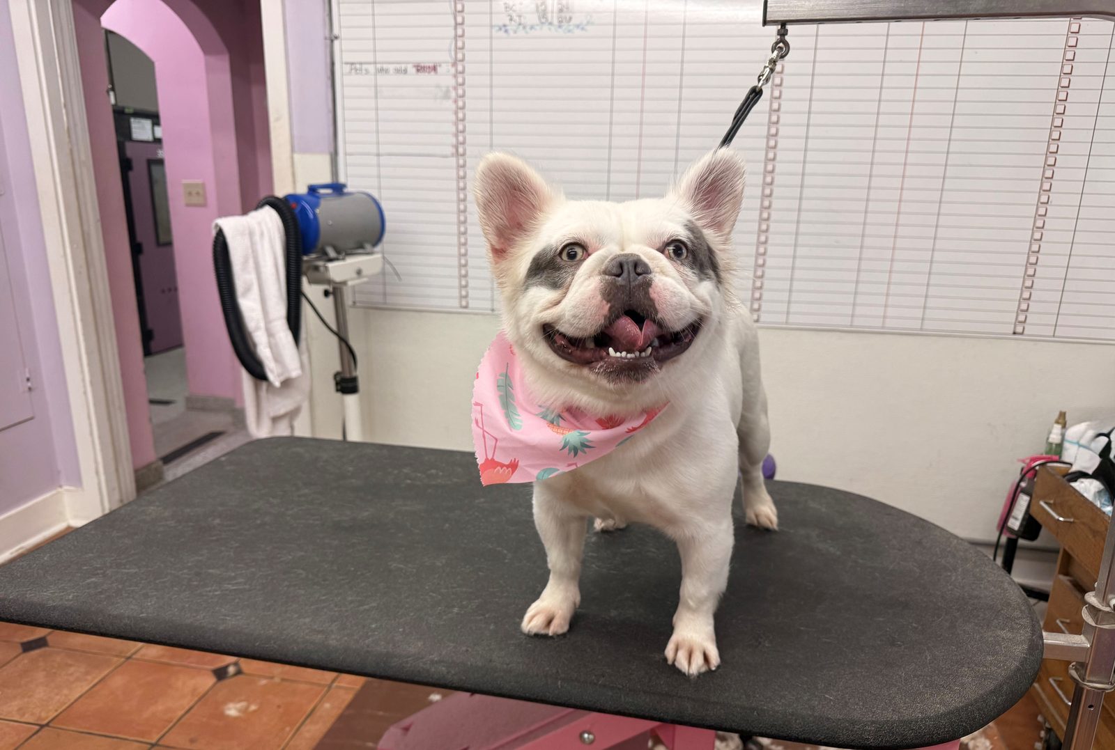 Long_Hair_Frenchie_Grooming_Galleria
