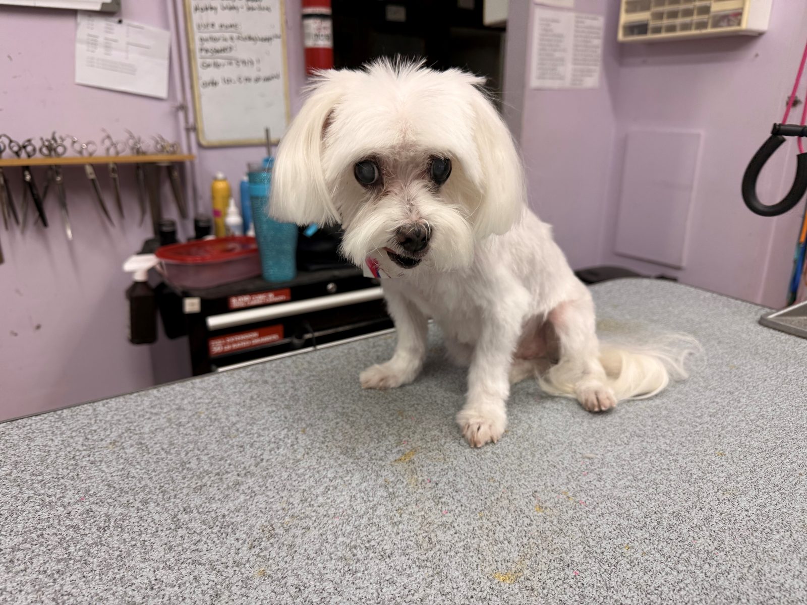 Maltese_Grooming_Galleria 1