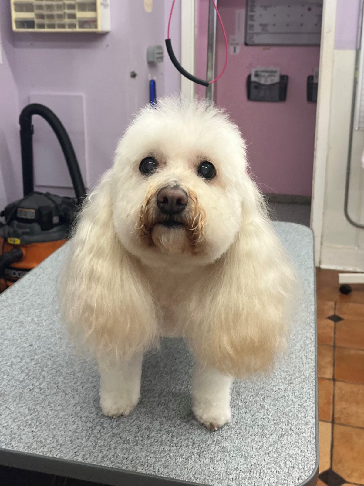Maltese_Grooming_Galleria.2