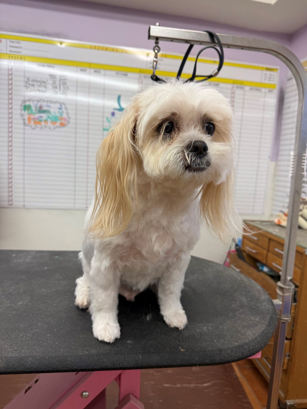Maltese_Grooming_Galleria.3