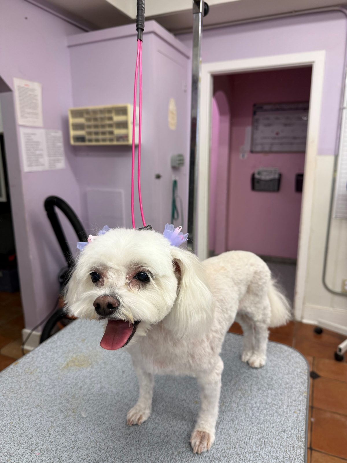 Maltese_Grooming_Galleria.5