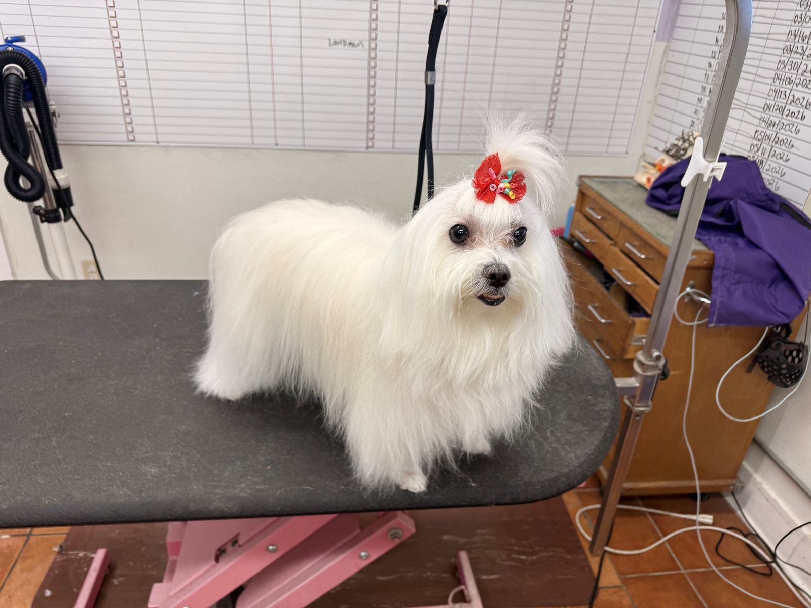 Maltese_Grooming_Galleria