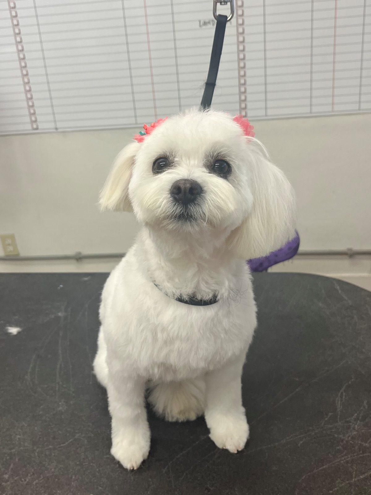 Maltese_Mix_Grooming_Galleria