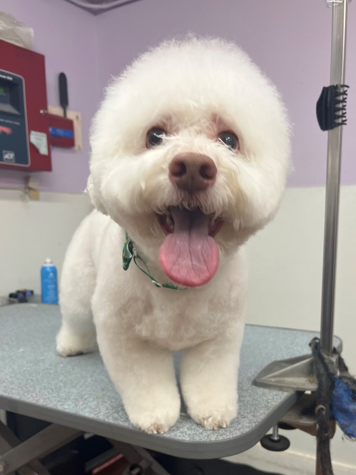 Maltese_Poodle_Mix_Grooming_Galleria
