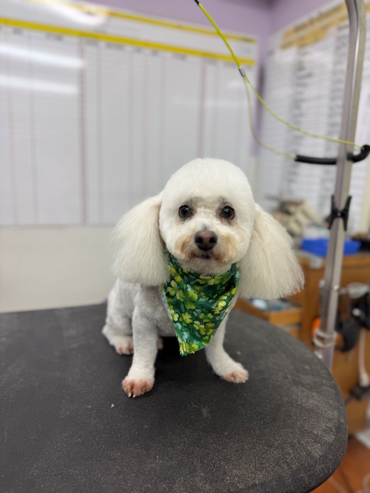 Maltese_Poodlemix_Grooming_Galleria