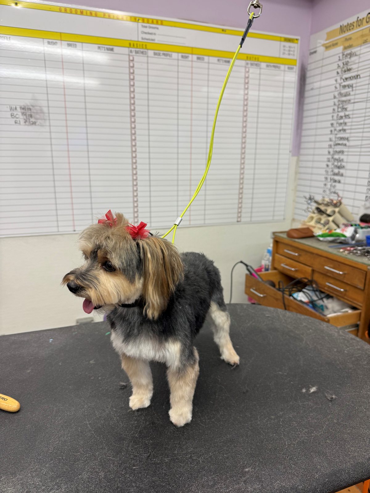 Maltese_Yorkie_Mix_Grooming_Galleria