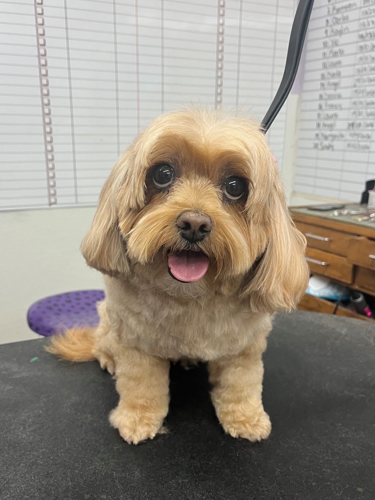 Maltipoo_Grooming_Galleria.2